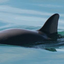Vaquita visible at the surface of the water with small dorsal fin 