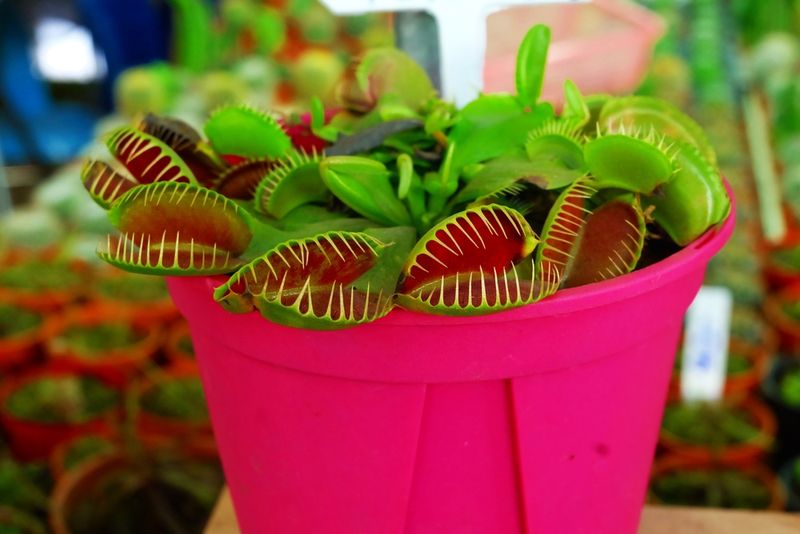 Strangely cute looking venus flytraps in apot 