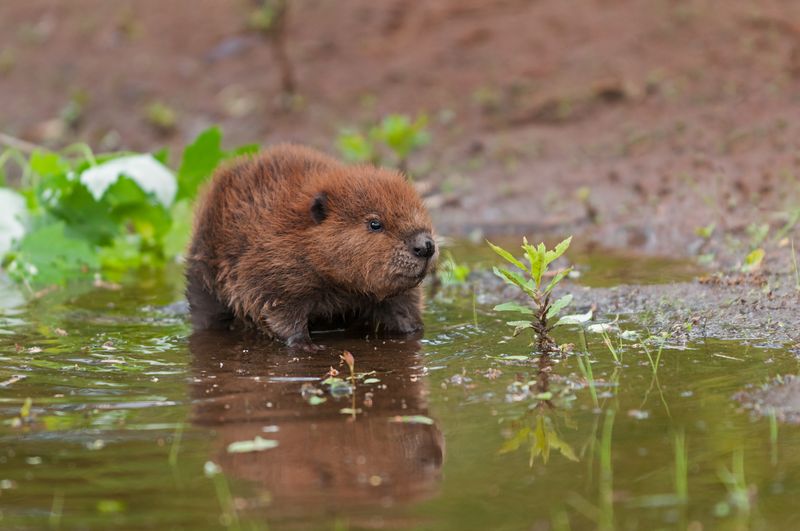 A beaver kit paddling in shallow water.