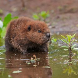 A beaver kit paddling in shallow water.