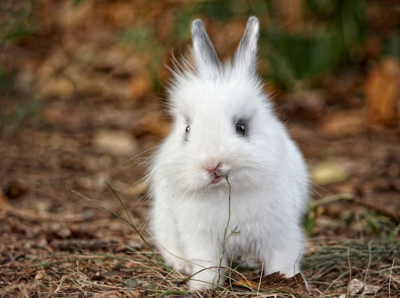 White bunny nibbling grass