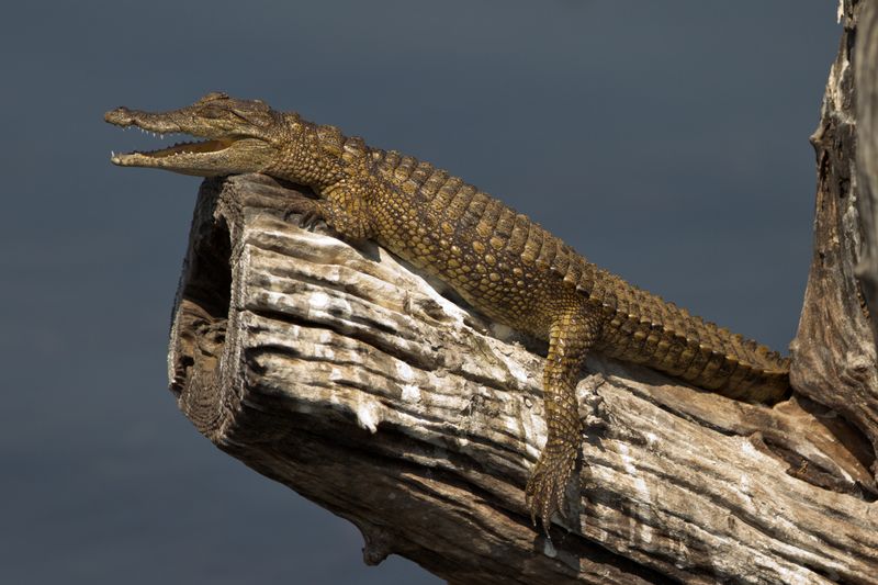 Young crocodile basking on a tree branch with it's mouth open.