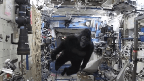 33 Scott Kelly Gets Into Some Ape Suit Hijinks On The ISS