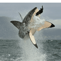 Great white shark attacking seal