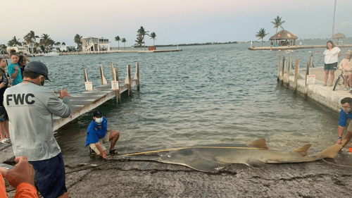 Largest Smalltooth Sawfish Since Records Began Found Dead In Florida Keys