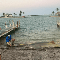 Largest Smalltooth Sawfish Since Records Began Found Dead In Florida Keys