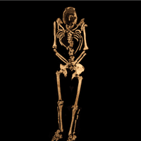 Skeleton.