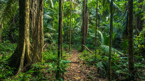 The Amazon rainforest in Manu National Park, Peru. Image Credit: RPBaiao