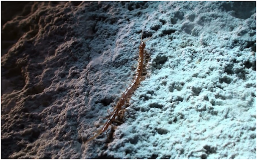 Centipede on the floor of the Movile Cave.