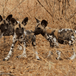 Africa wild dog pups in a group. The background is brown vegetation.