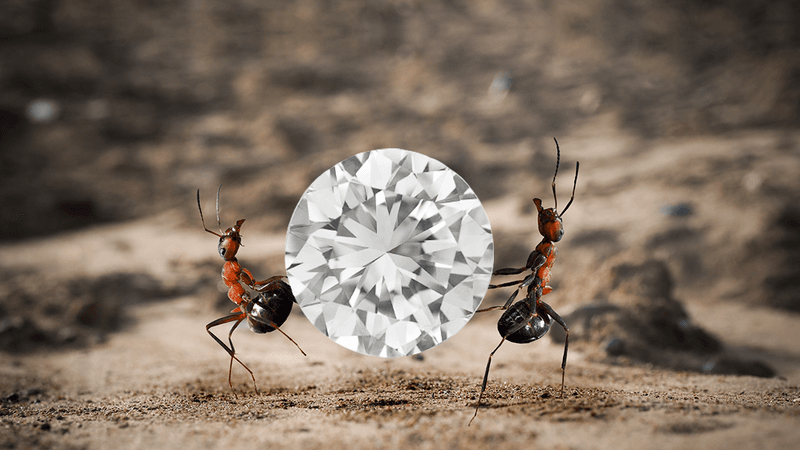 ant diamond