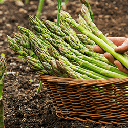 Asparagus growing in a veg patch. Basket with stalks being put into it.
