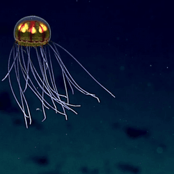 A bioluminescent jellyfish seen during exploration of the Marianas Trench Marine National Monument area in the Pacific Ocean on April 24, 2016..