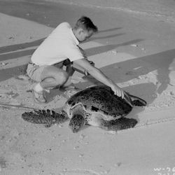 Black and white photograph from July 26, 1957 showing an individual using a Geiger counter to examine a green sea turtle