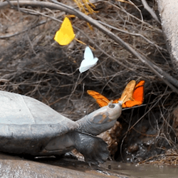 Butterflies drinking turtle tears