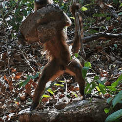 Capuchin monkey lifts a big rock high above a palm nut in the jungle