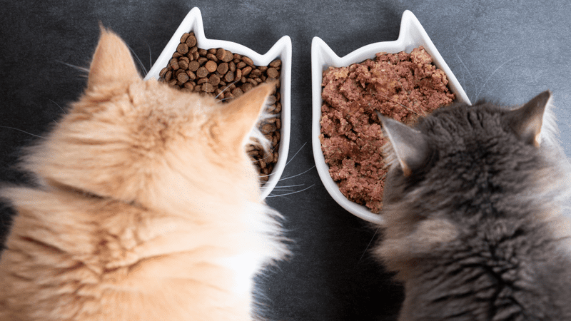 dog food good for environment