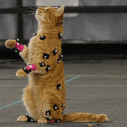 cat motion capture