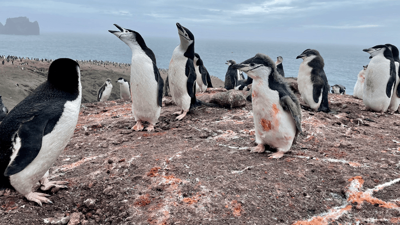 Black and white chinstrap penguins on a coastline 