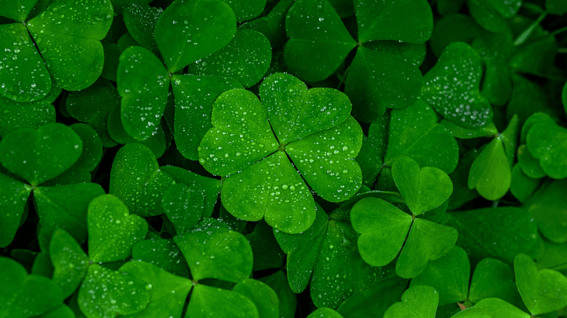 A four leaved clover in among a bunch of other clover