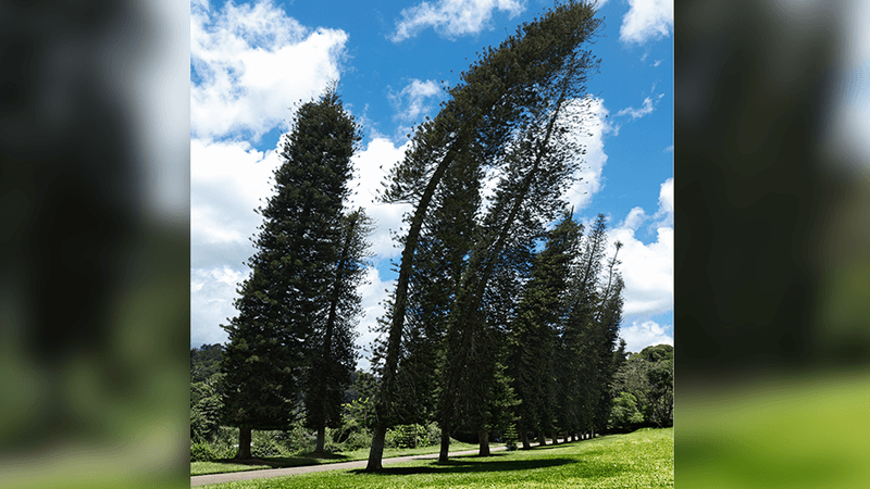 Pine trees, all leaning in the same direction (south).