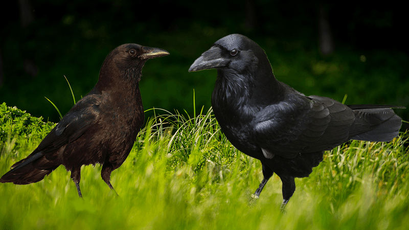 American crow on the left and common raven on the right in a grass background