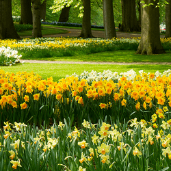 Daffodils in a big border in a park