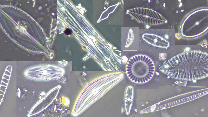 diatoms forensics