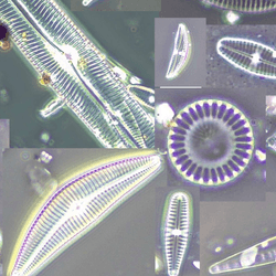 diatoms forensics