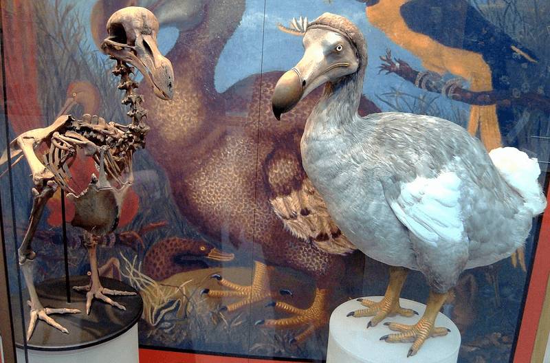 The last dodo's death marked the first time people became aware we had made an animal extinct, and marks the start of the modern era of extinction
