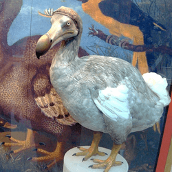 The last dodo's death marked the first time people became aware we had made an animal extinct, and marks the start of the modern era of extinction
