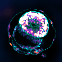 A stem cell–derived human embryo model at a developmental stage equivalent to that of a human embryo at day 12 has all the compartments typical of this stage.