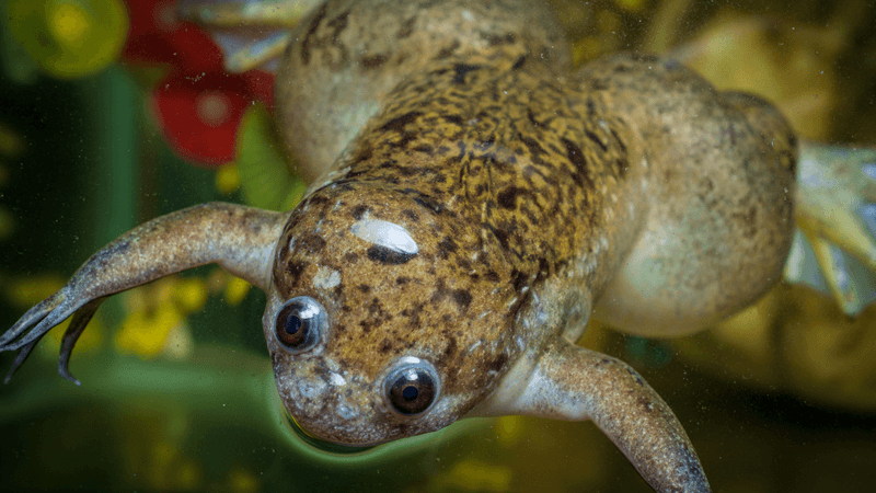An adult African clawed frog