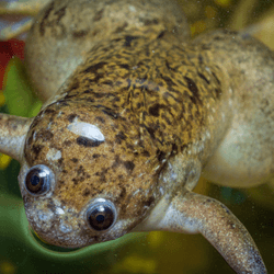 An adult African clawed frog