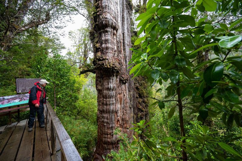 A man looks over a balcony at the giant trunk of Great Grandfather, surrounded by other trees. 