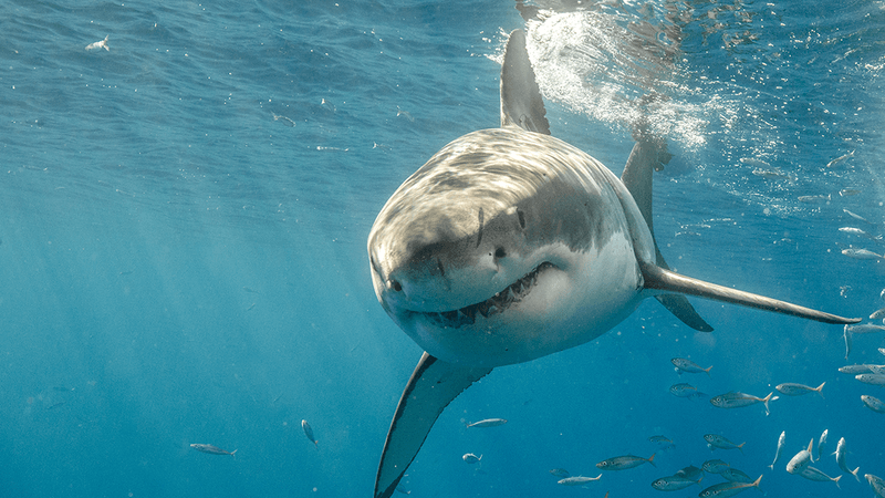 Great white shark swimming towards the camera 