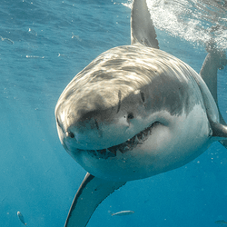 Great white shark swimming towards the camera 
