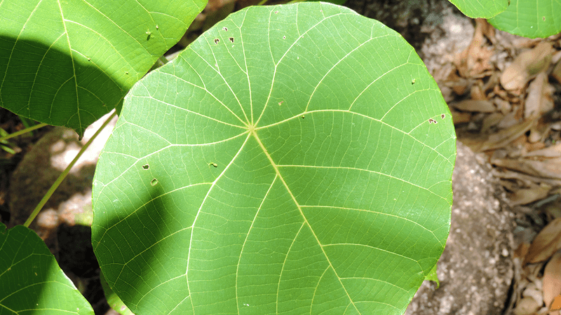 A large, innocuous-looking leaf of the gympie gympie plant.