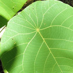 A large, innocuous-looking leaf of the gympie gympie plant.