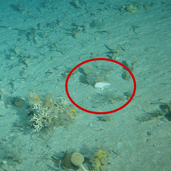 A white handfish is ringed in a red circle on the bottom of the sea floor.