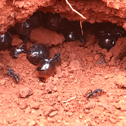 Honeypot ants, Camponotus inflatus, stuff some members so they look like balls of honey with small bodies attached to use as living larders