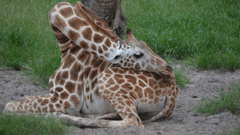 how do giraffes sleep