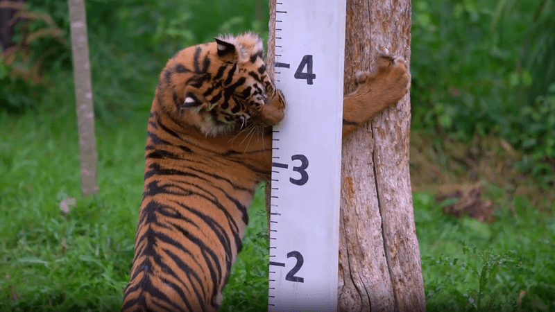 how do you weigh a tiger