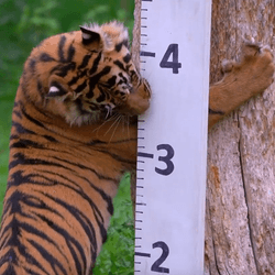how do you weigh a tiger