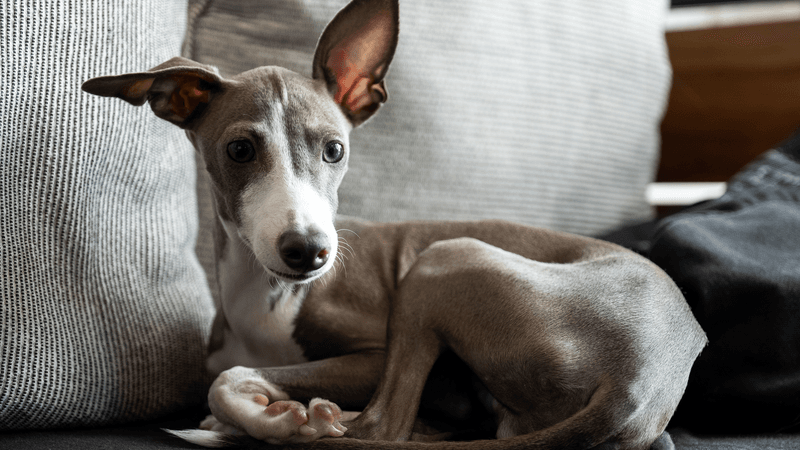 A small grey Italian greyhound puppy sitting on a sofa.