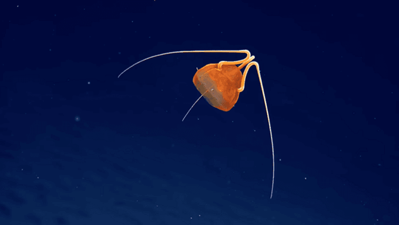 A bright orange jellyfish that has just three long 'arms' at the top swimming through the ocean