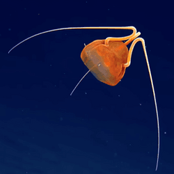A bright orange jellyfish that has just three long 'arms' at the top swimming through the ocean