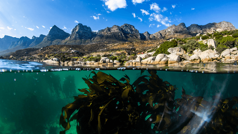 Spilt photo showing a kelp forest under water and the edge of the shore and mountains behind above the water