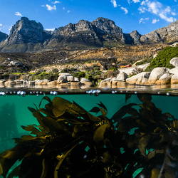 Spilt photo showing a kelp forest under water and the edge of the shore and mountains behind above the water