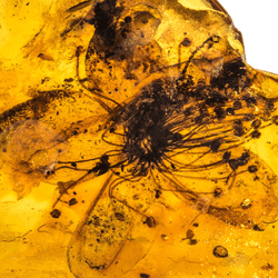 largest fossil flower amber